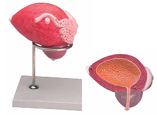 Male Urinary Bladder with Prostate 2 Parts